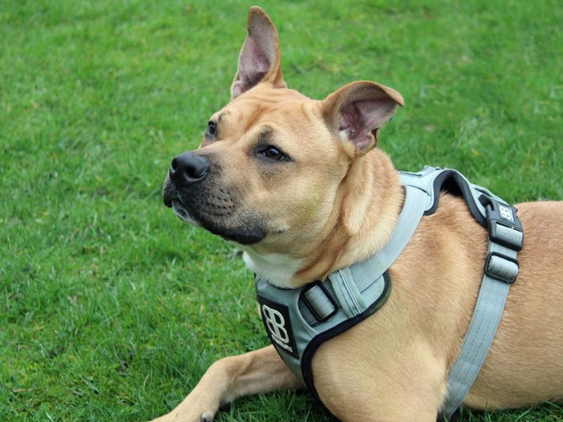 Nellie - Image 4 of 4