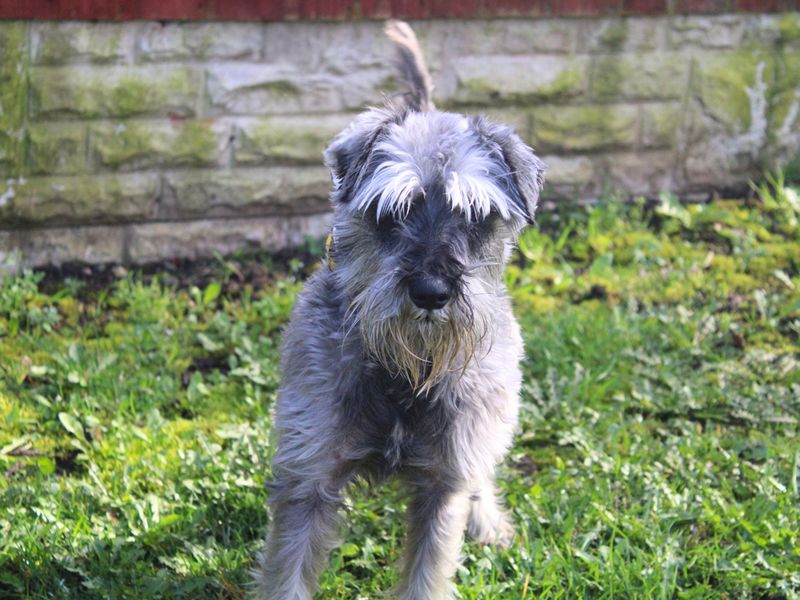 Wooster, a 6 years old male Schnauzer available for adoption from Dogs Trust in Merseyside