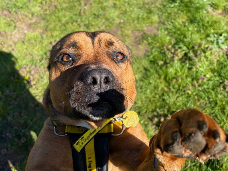 Bella | Terrier (Staffordshire Bull) Cross | Snetterton (Norfolk) - 1