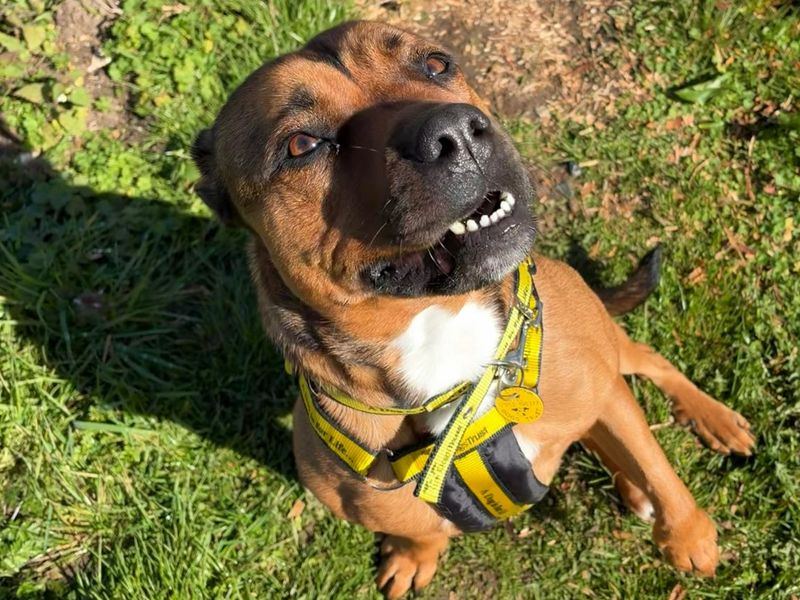 Bella - Image 2 of 5