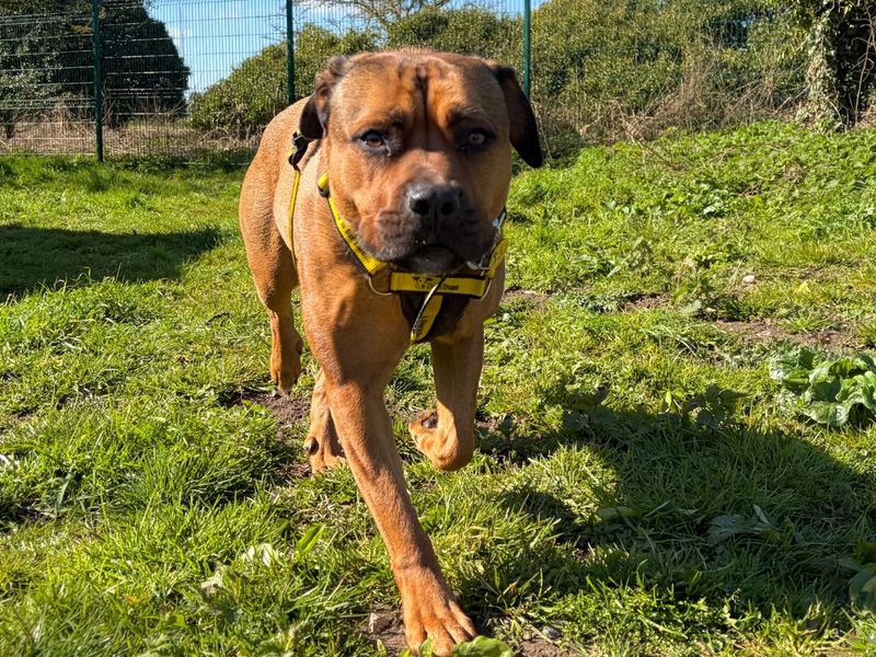 Bella - Image 4 of 5