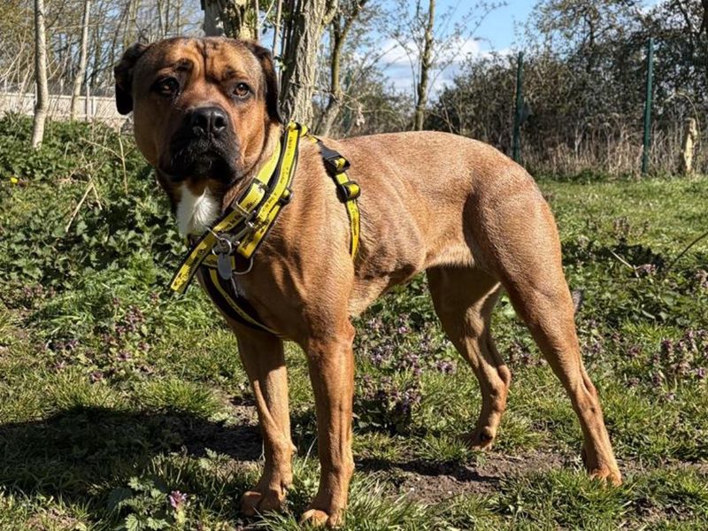 Bella - Image 3 of 5