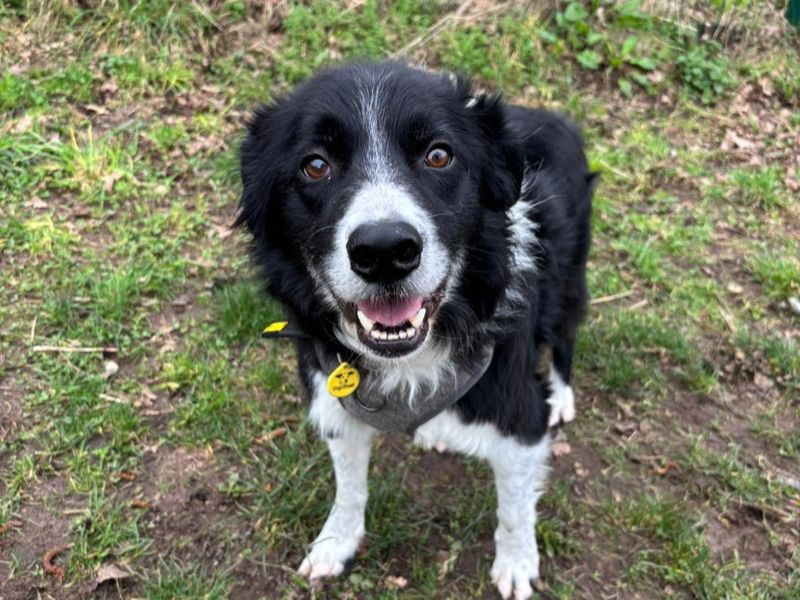 Border Collie Dogs And Puppies For Adoption