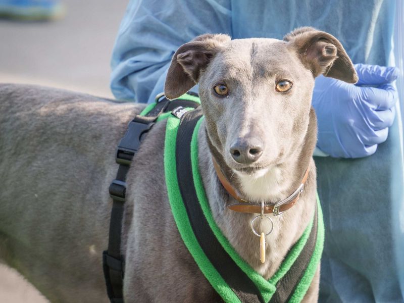 Greyhound Dogs And Puppies For Adoption
