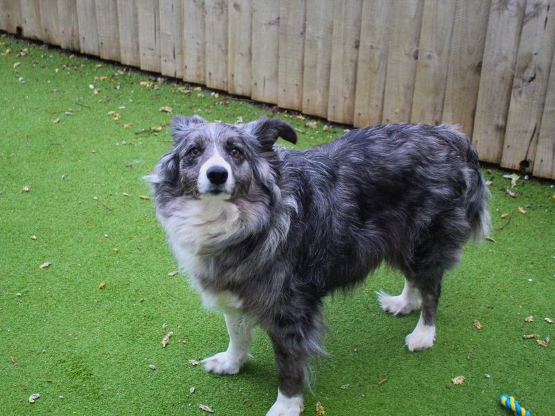 Misty - Image 3 of 3