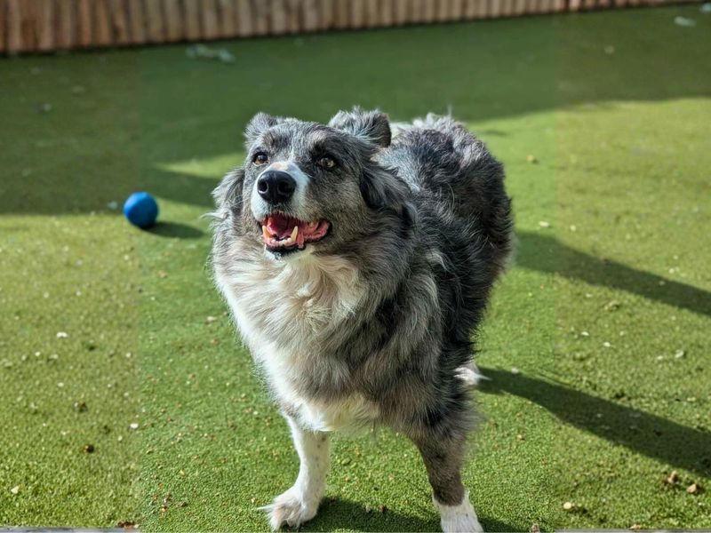 Border Collie Dogs And Puppies For Adoption