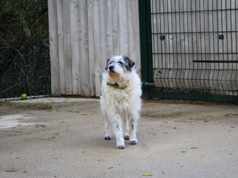 Sadie | Terrier (Parson Russell) | Manchester - 1