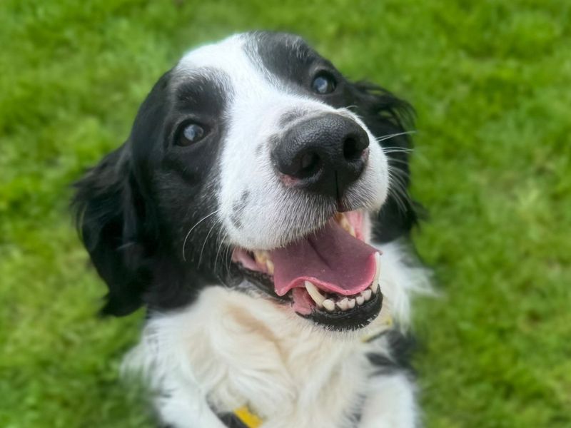 Opie | Collie (Border) | Harefield West London - 1