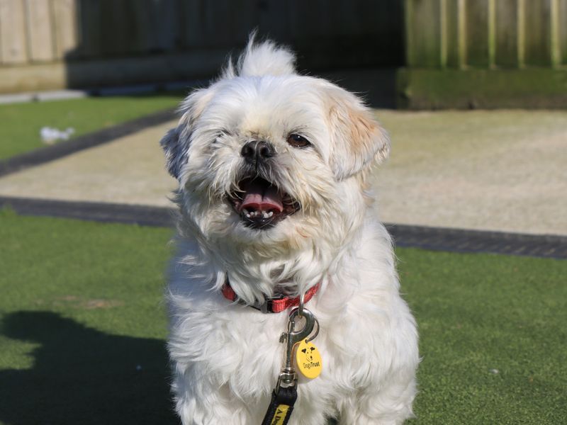 Shih Tzu Dogs And Puppies For Adoption