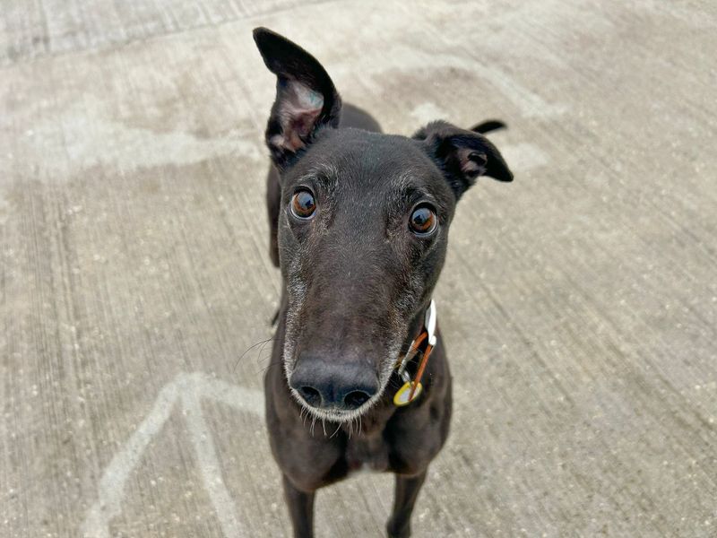 Greyhound Dogs And Puppies For Adoption