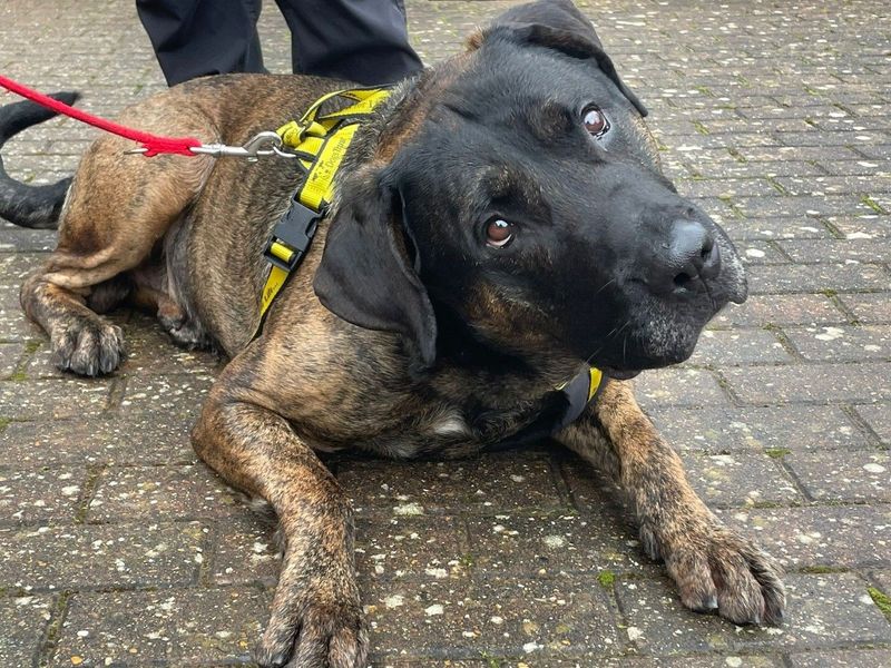 Mastiff Dogs And Puppies For Adoption