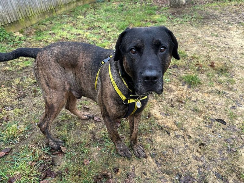 Maximus - Image 6 of 6