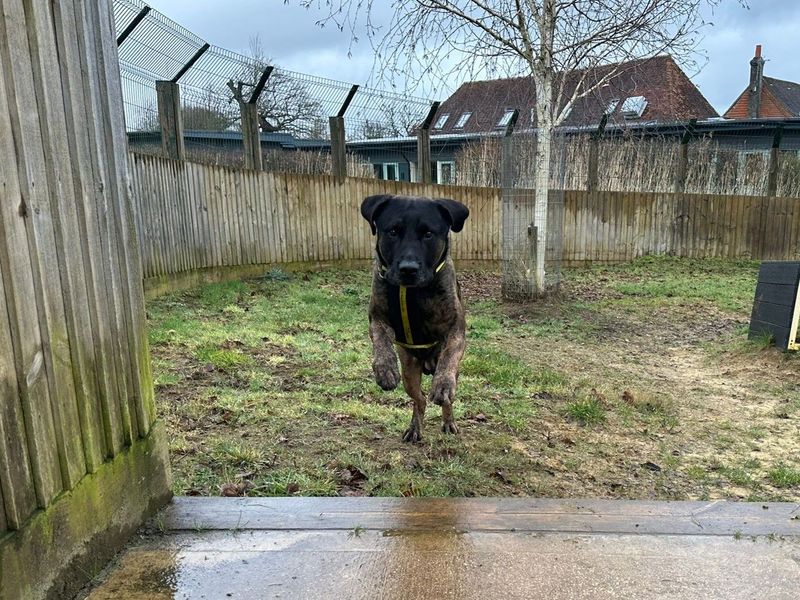 Maximus - Image 4 of 6