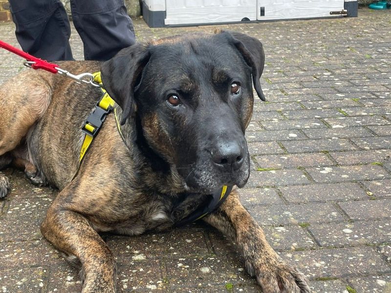 Maximus - Image 2 of 6