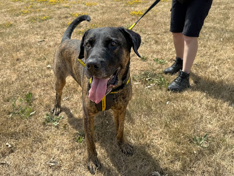 Maximus | Mastiff Cross | Basildon (Essex) - 1