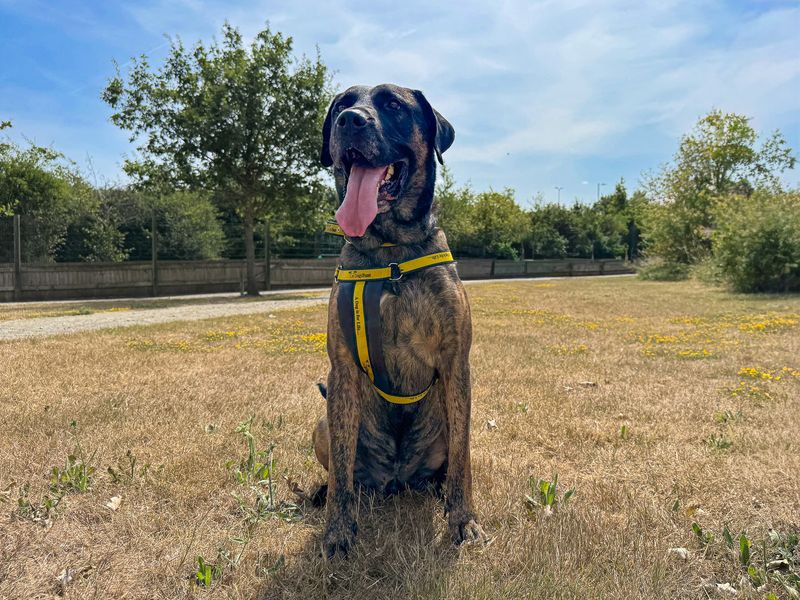Maximus | Mastiff Cross | Basildon (Essex) - 10