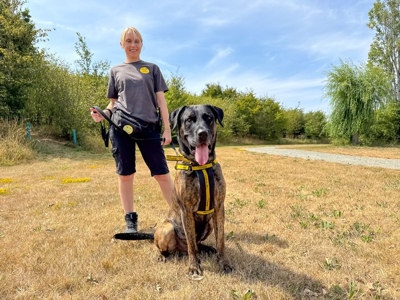Maximus | Mastiff Cross | Basildon (Essex) - 6