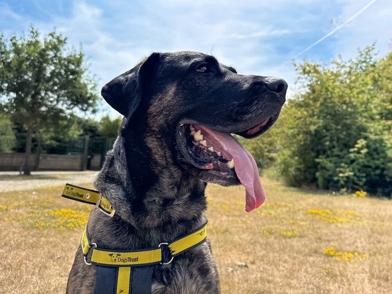 Maximus | Mastiff Cross | Basildon (Essex) - 9