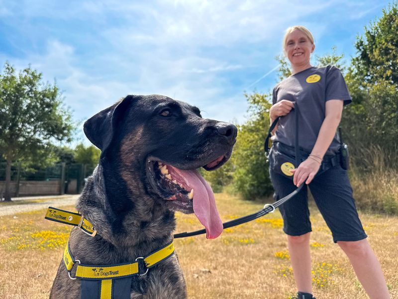 Maximus | Mastiff Cross | Basildon (Essex) - 4