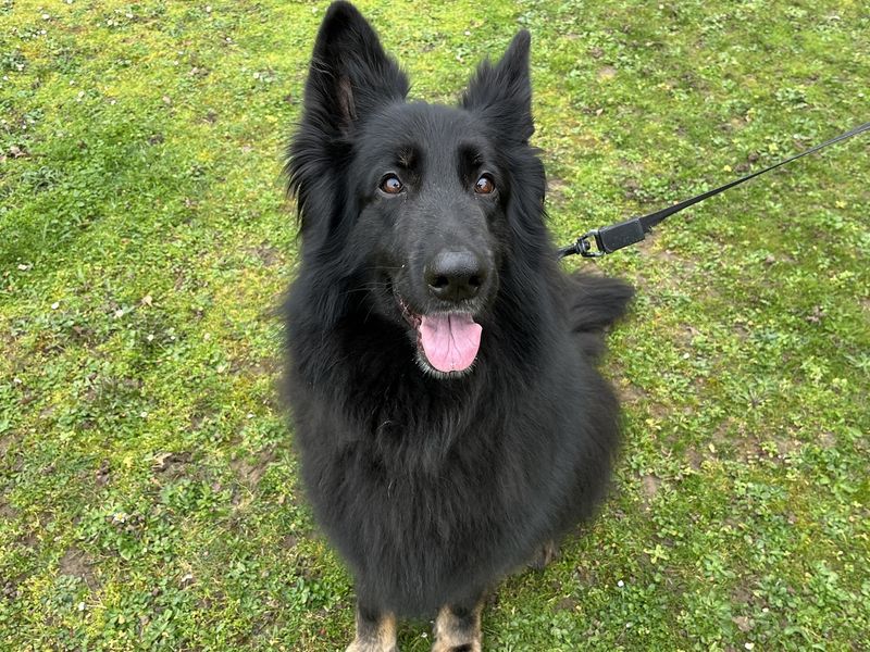 Shadow | German Shepherd Dog | Canterbury - 1