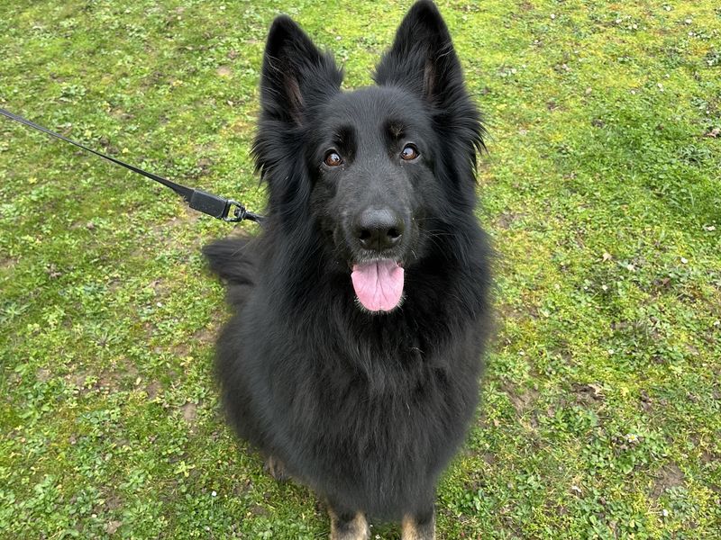 Shadow - Image 2 of 2