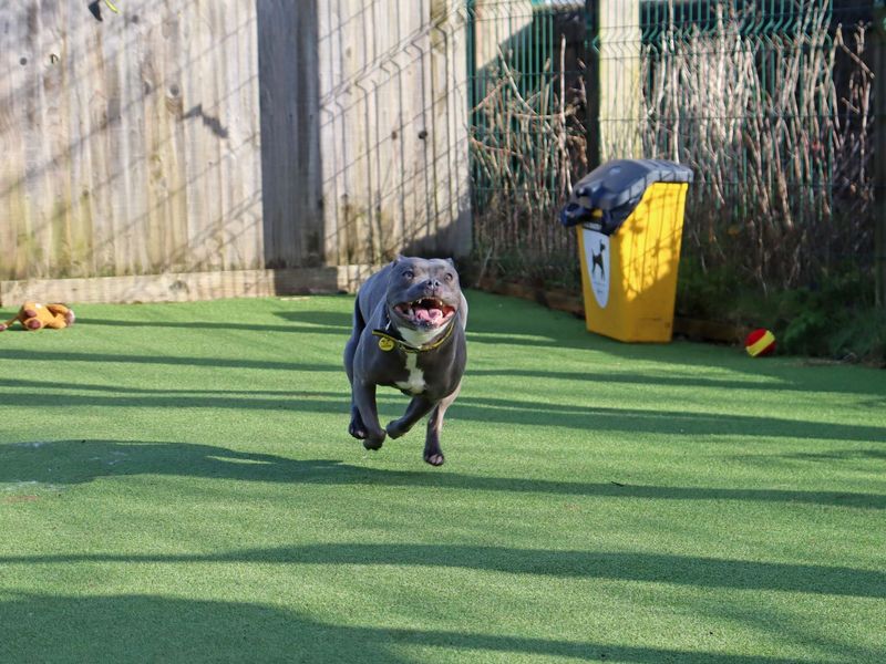 Disco - Image 4 of 4