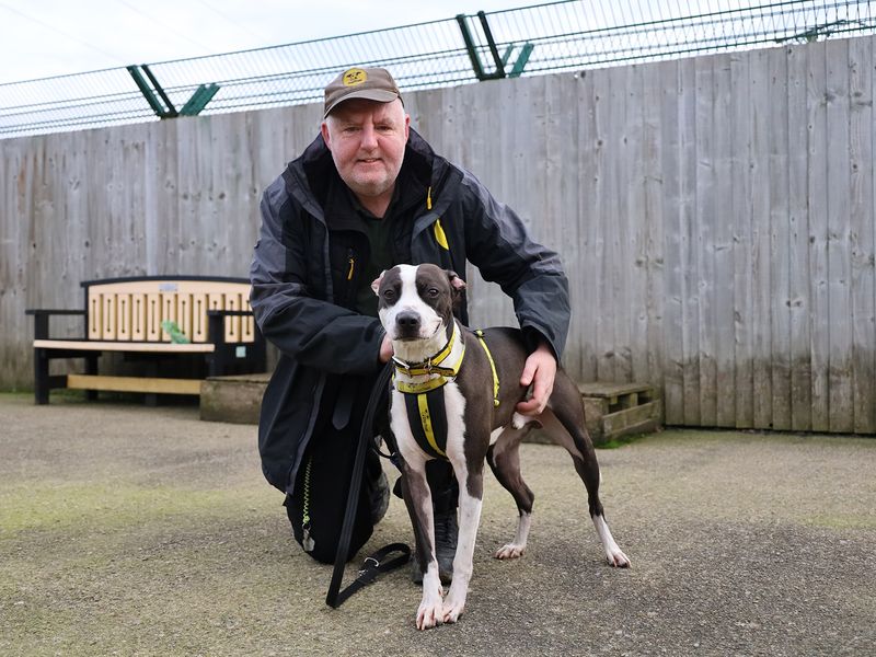 Staffordshire Bull Terrier Dogs And Puppies For Adoption