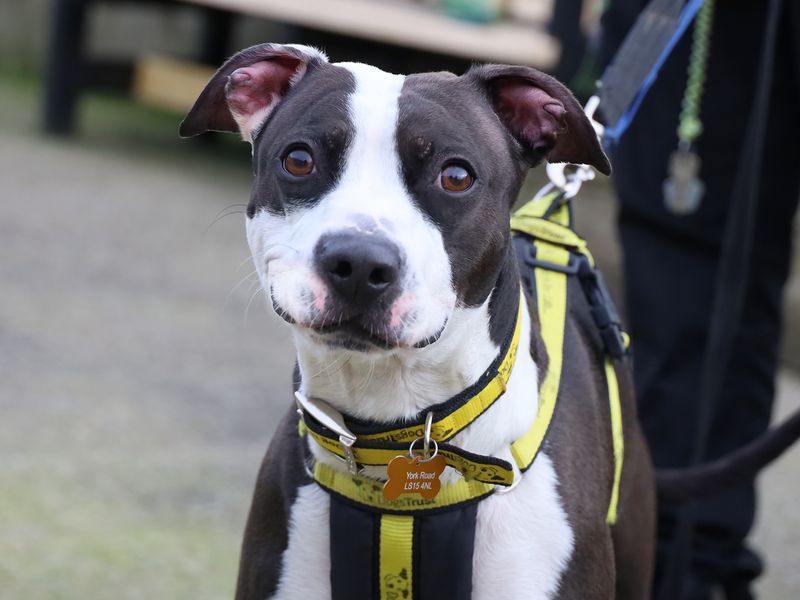 Kenny | Terrier (Staffordshire Bull) Cross | Leeds - 1