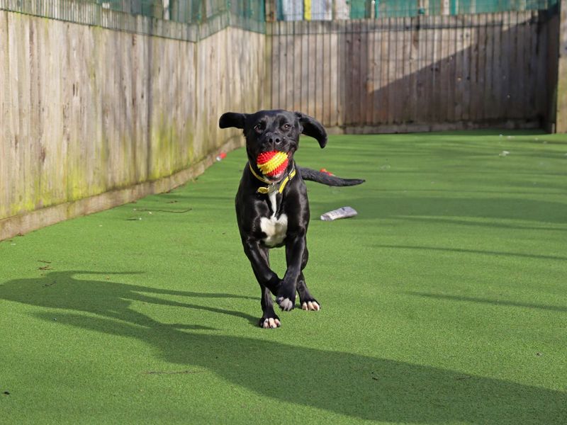 Pretzel | Retriever (Labrador) Cross | Glasgow - 1