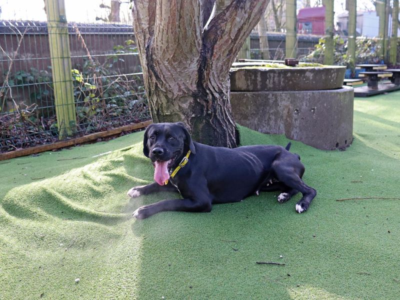 Pretzel - Image 3 of 4