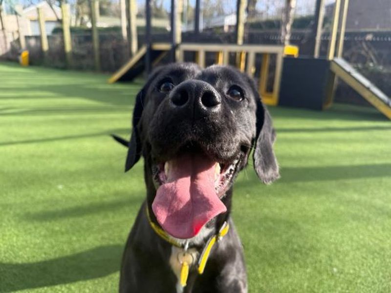 Pretzel - Image 2 of 4