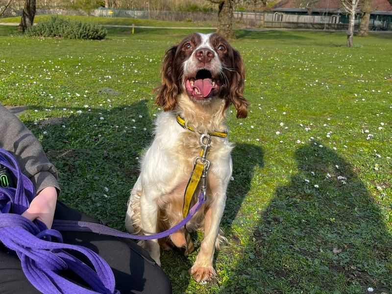 undefined | Spaniel (English Springer) | undefined - 3