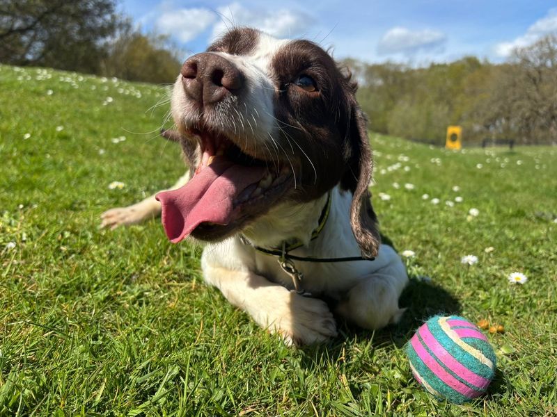 undefined | Spaniel (English Springer) | undefined - 4