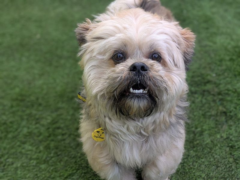 Jim, a 8 years old male Lhasa Apso available for adoption from Dogs Trust in Scotland
