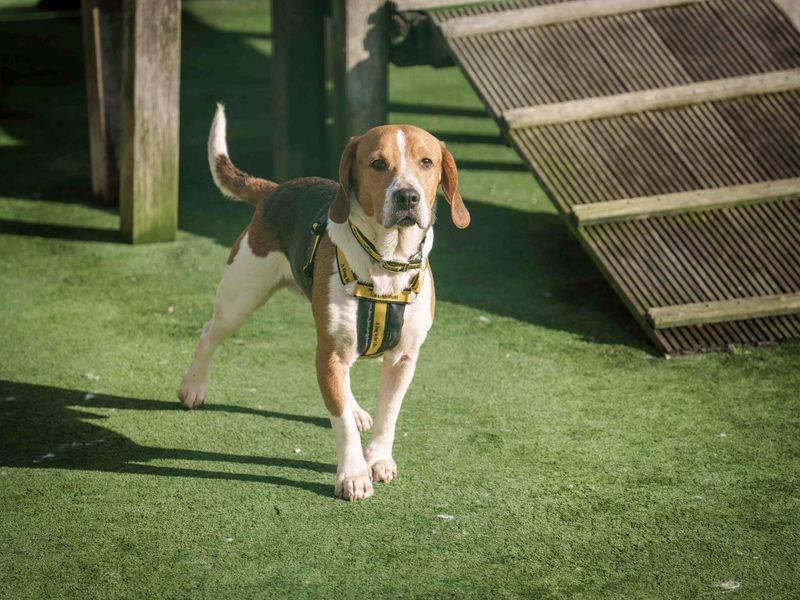 Twix | Beagle | Loughborough - 1