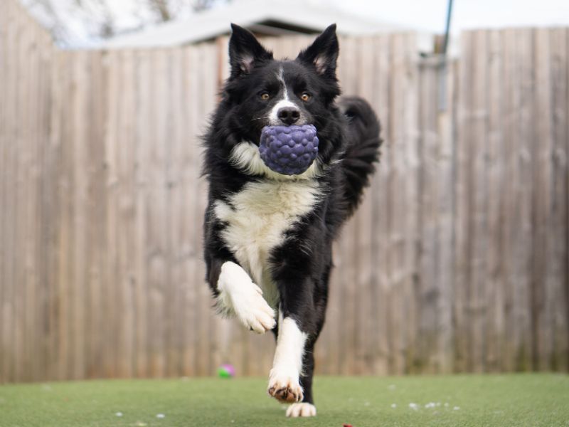 undefined | Collie (Border) | undefined - 3