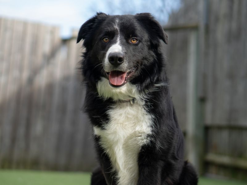 undefined | Collie (Border) | undefined - 2