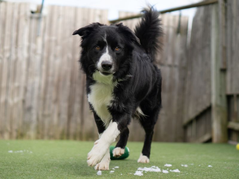 JJ | Collie (Border) | Kenilworth (West Midlands) - 1