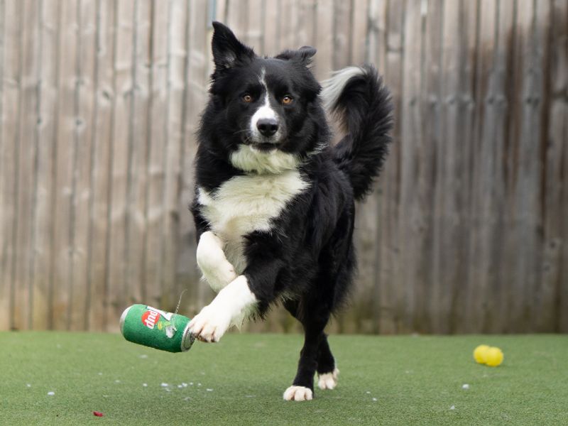 undefined | Collie (Border) | undefined - 4