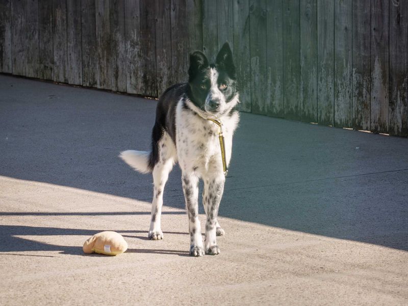 Hershey - Image 2 of 2