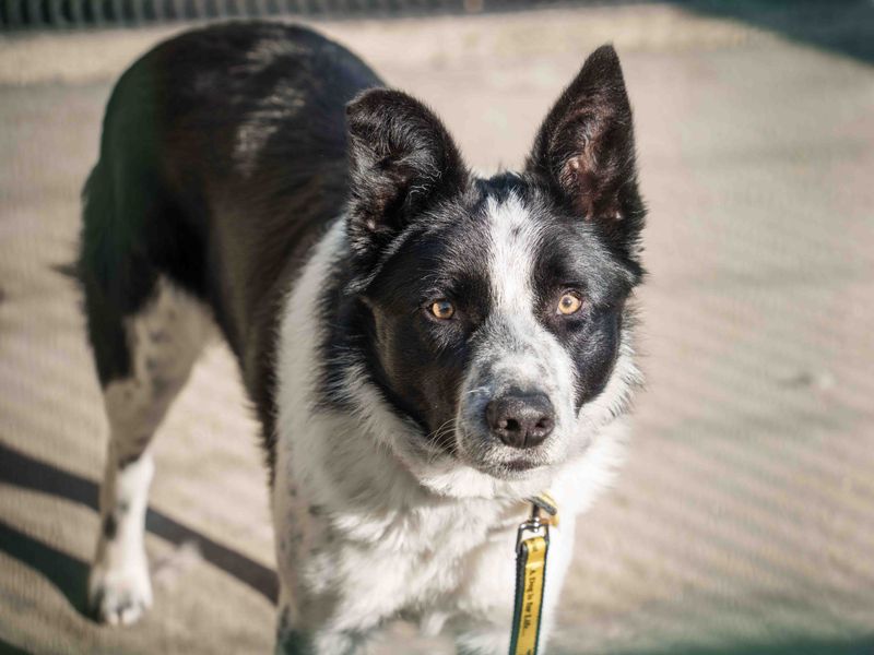 Hershey, a 2 years old male Collie available for adoption from Dogs Trust in Loughborough, Leicestershire