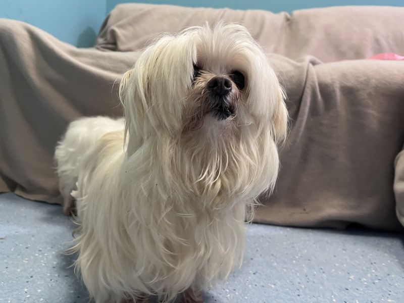 Aimee, a 8 years old female Maltese available for adoption from Dogs Trust in Ilfracombe, Devon