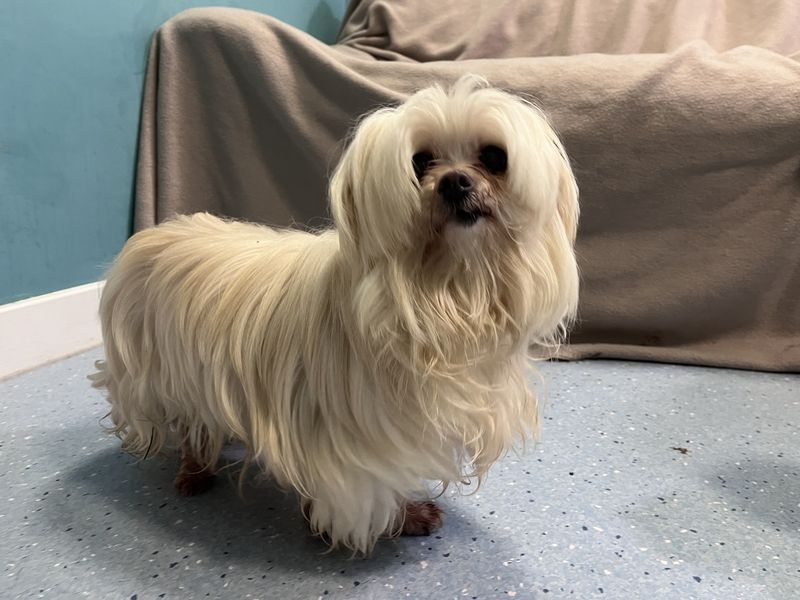 undefined | Maltese | undefined - 2