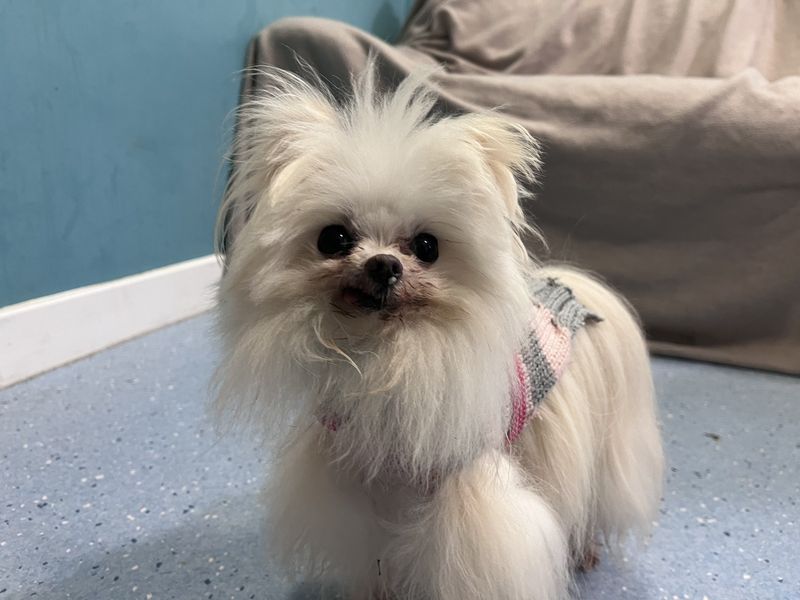 Pomeranian Dogs And Puppies For Adoption