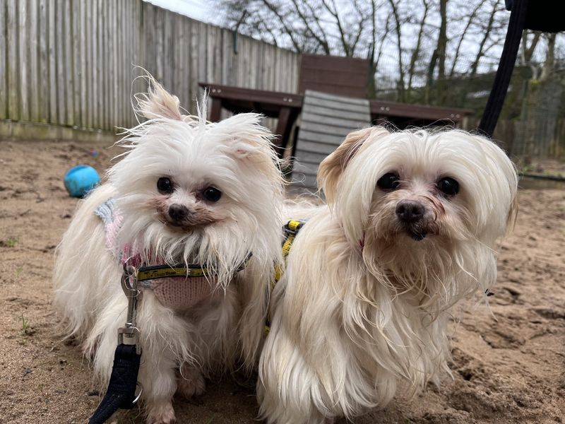 Holly - Image 2 of 3