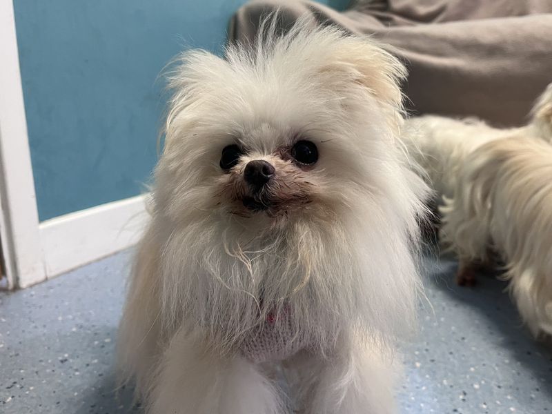 Holly - Image 3 of 3