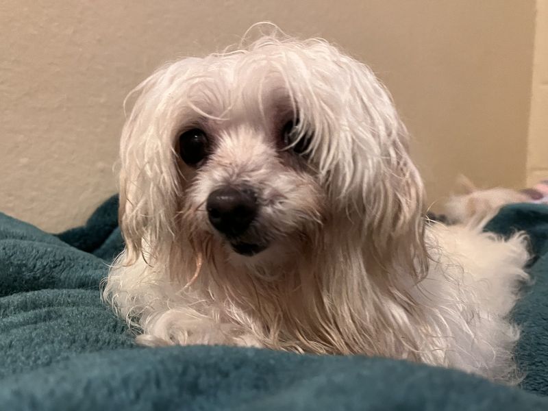 Lulu, a 8 years old female Maltese available for adoption from Dogs Trust in Devon