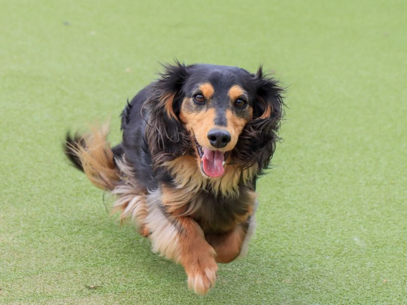 Dachshund Dogs And Puppies For Adoption