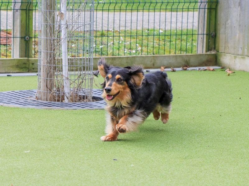 Winston - Image 5 of 7