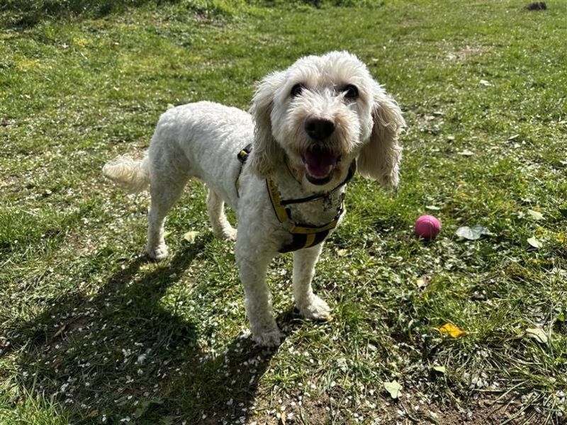 Tilly C - Image 2 of 3